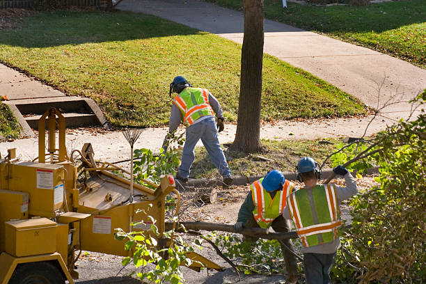 Best Tree Disease Treatment  in King George, VA